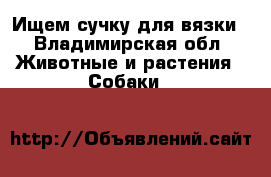Ищем сучку для вязки - Владимирская обл. Животные и растения » Собаки   